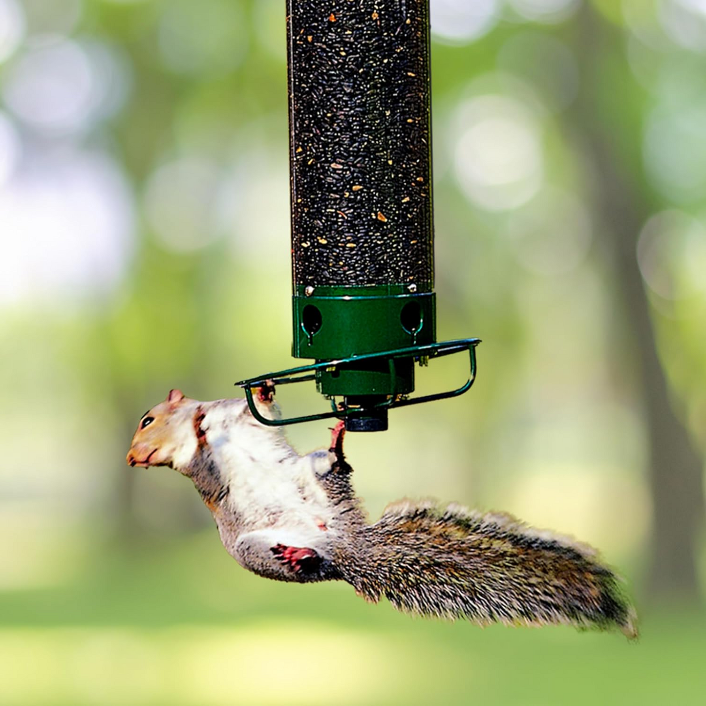 Squirrel-Proof Bird Feeder — Feed the Birds, Not the Squirrels, All Year Long