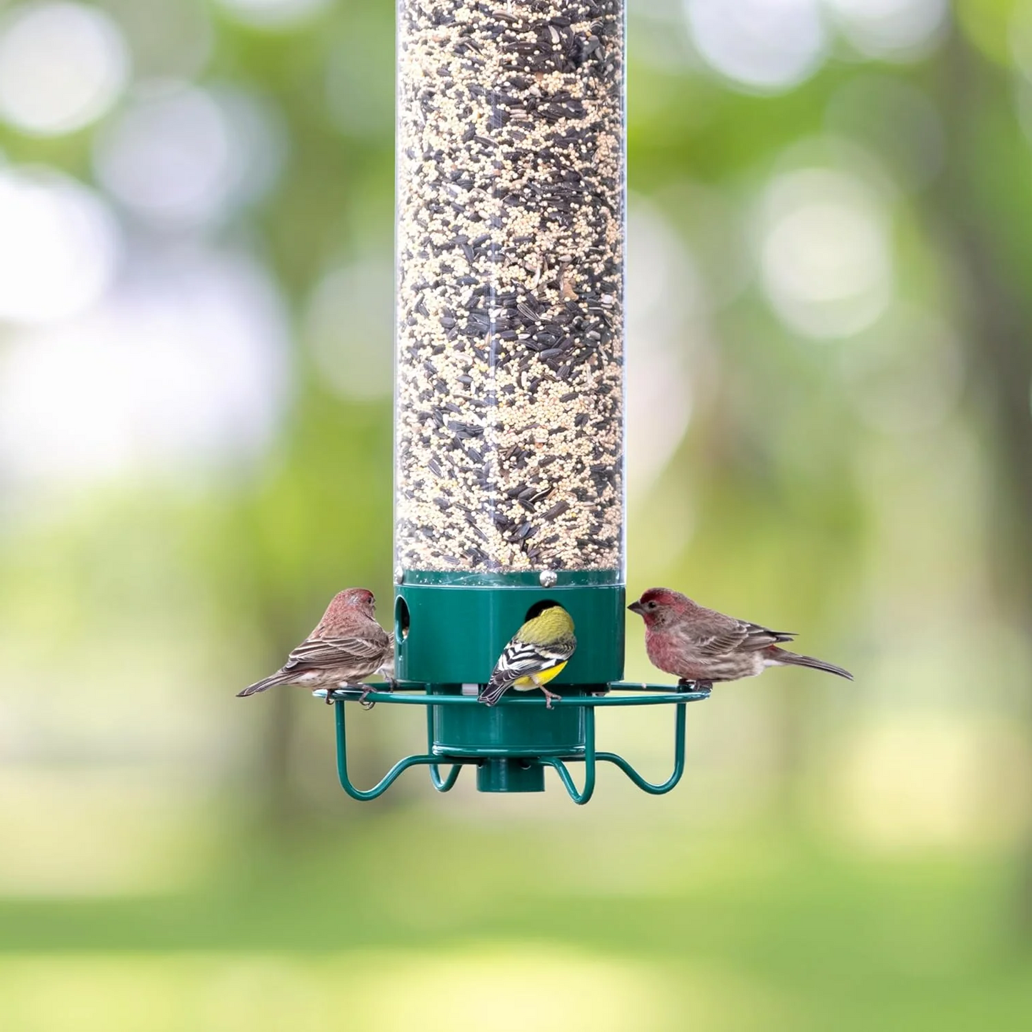 Squirrel-Proof Bird Feeder — Feed the Birds, Not the Squirrels, All Year Long