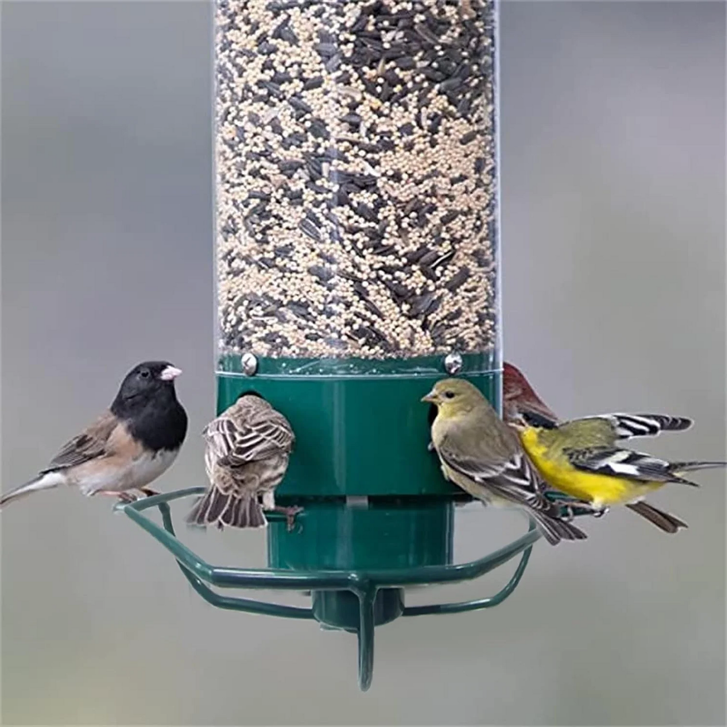 Squirrel-Proof Bird Feeder — Feed the Birds, Not the Squirrels, All Year Long